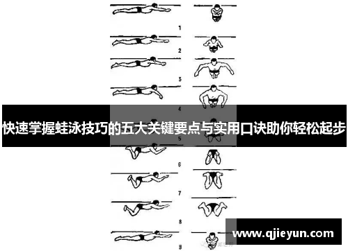 快速掌握蛙泳技巧的五大关键要点与实用口诀助你轻松起步
